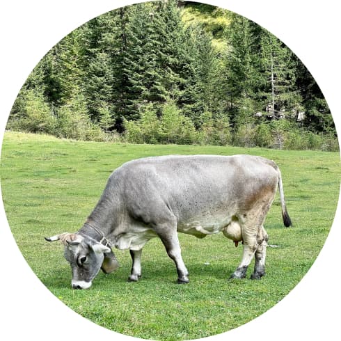 A cow eating green grass